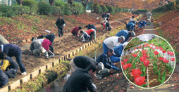 In cooperation with neighboring environmental groups, Yamazaki Baking is improving local greenery by eradicating weeds and planting tulip bulbs (Yokohama No.2 Plant).