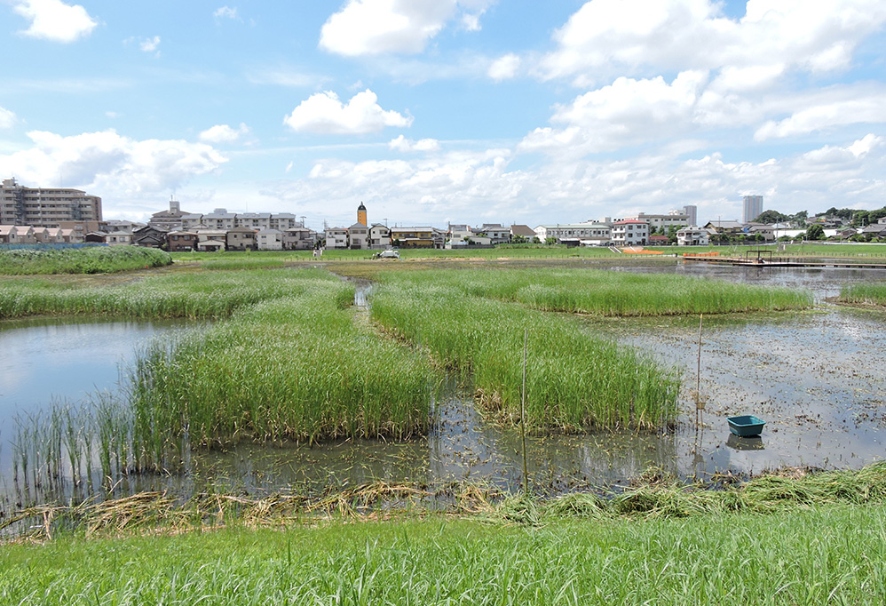 国分川調節池　草刈