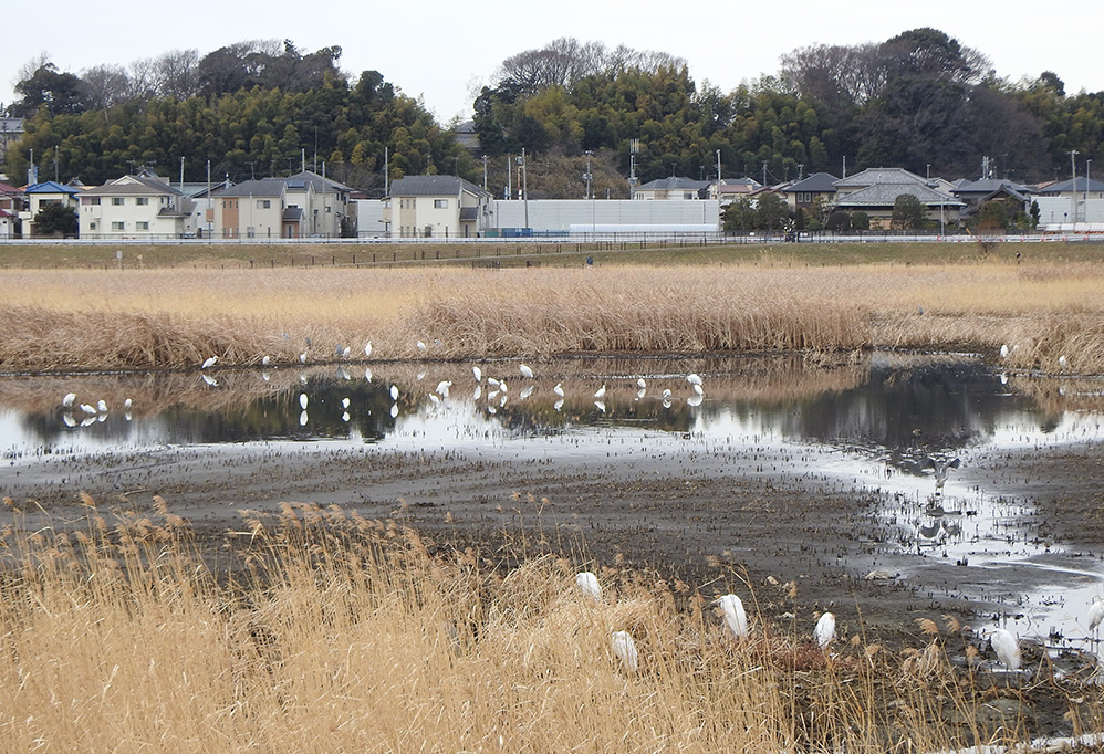 飛来したサギの群れ
